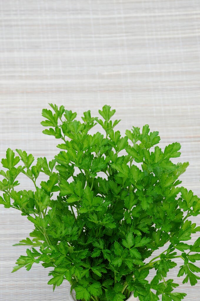 parsley (curled) 'Favorit'