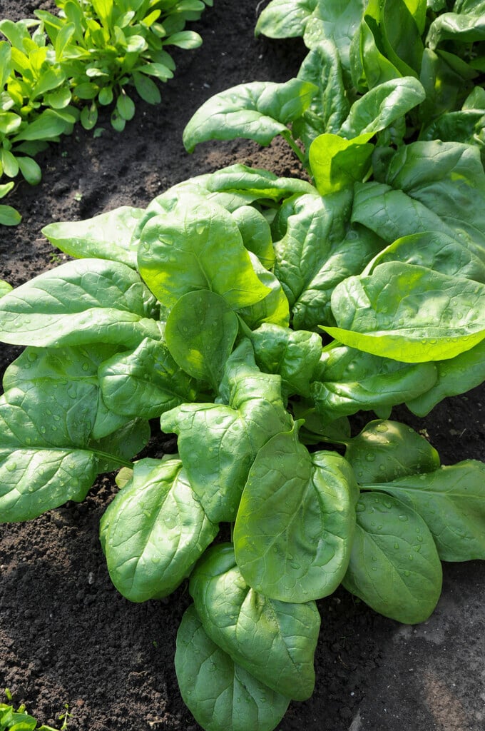 spinach 'Palco'