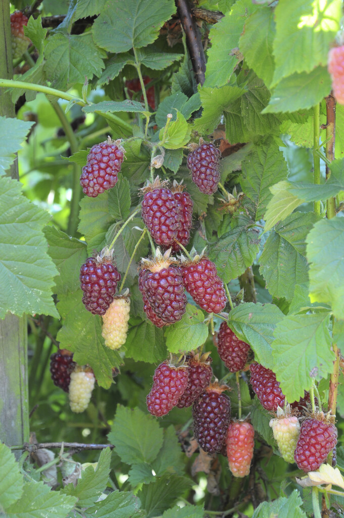 tayberry