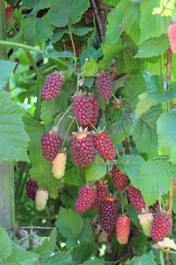 tayberry
