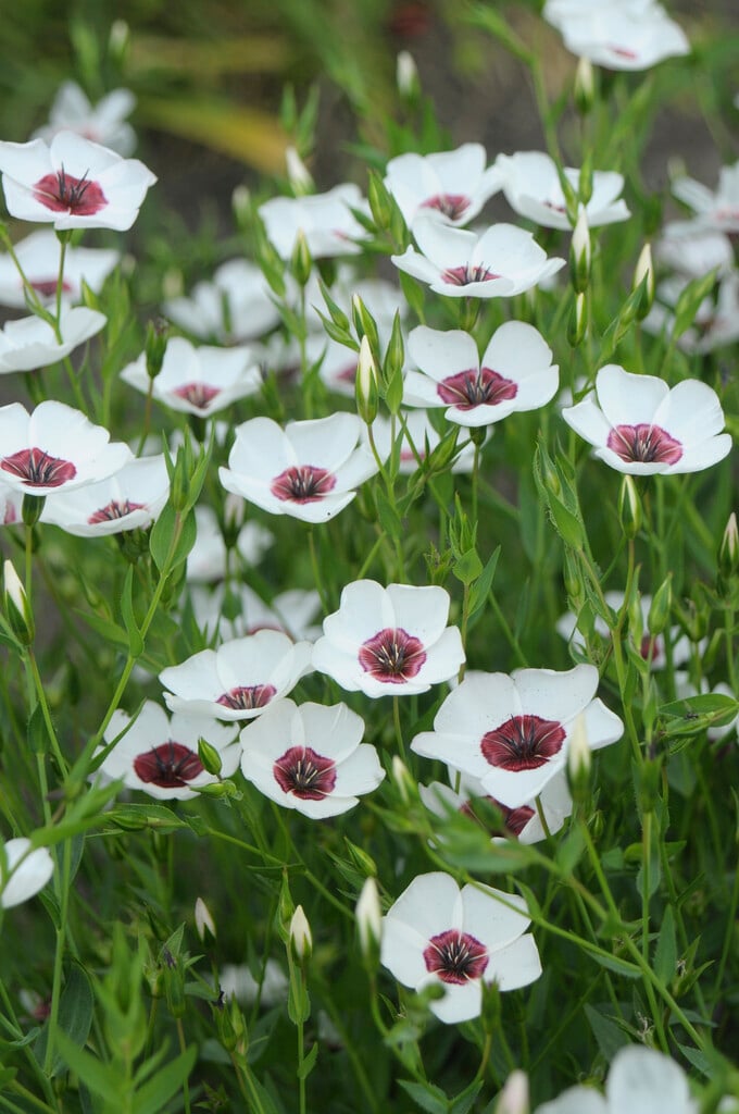 <em>Linum</em> <em>grandiflorum</em> 'Bright Eyes'