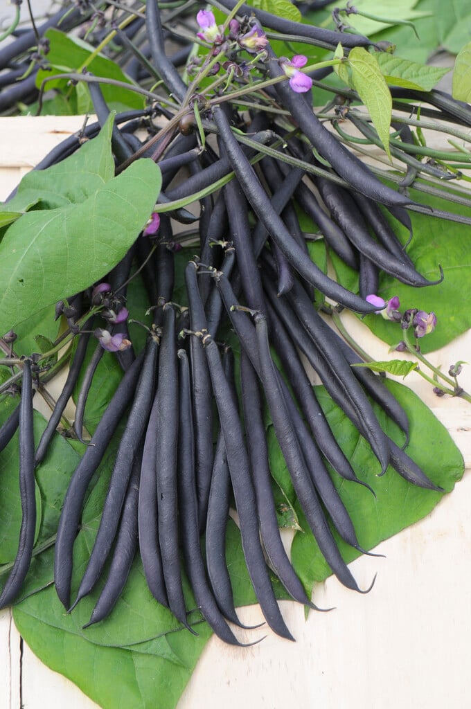 dwarf French bean 'Purple Teepee'