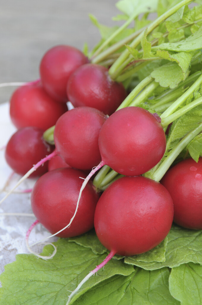 radish 'Lunar'