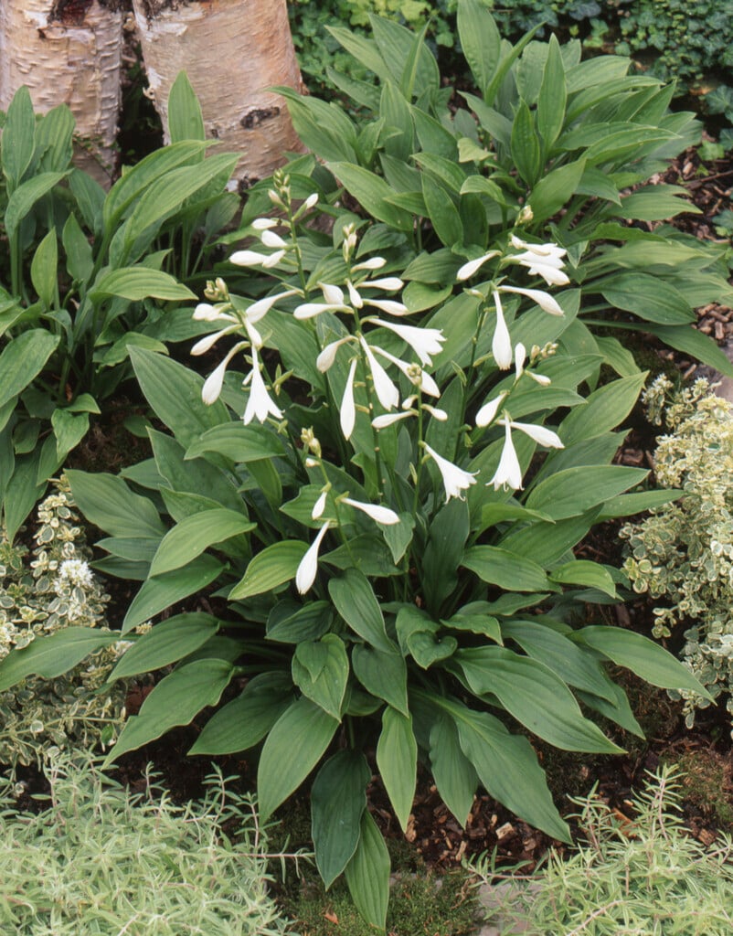 <i>Hosta</i> 'Aphrodite' (_plantaginea_) (d)