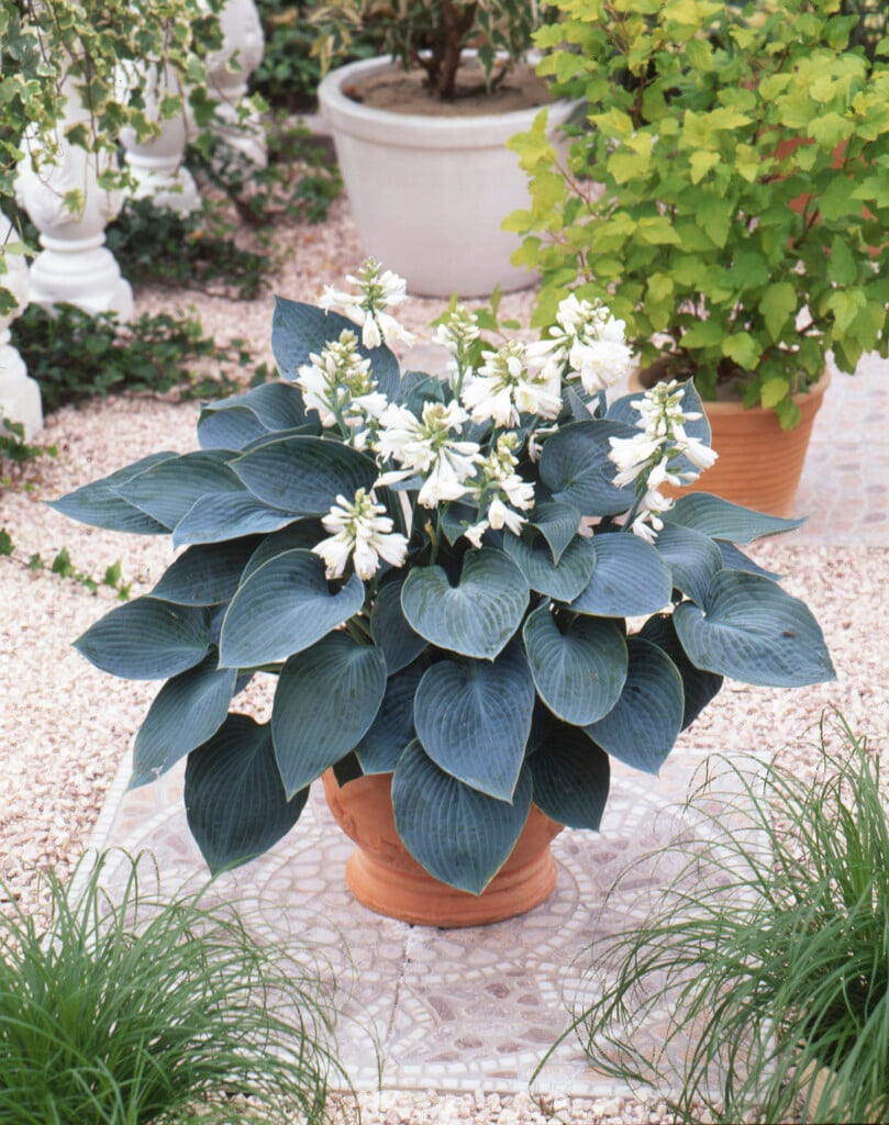 Hosta (Tardiana Group) &Brother Ronald& | plantain lily &Brother Ronald ...