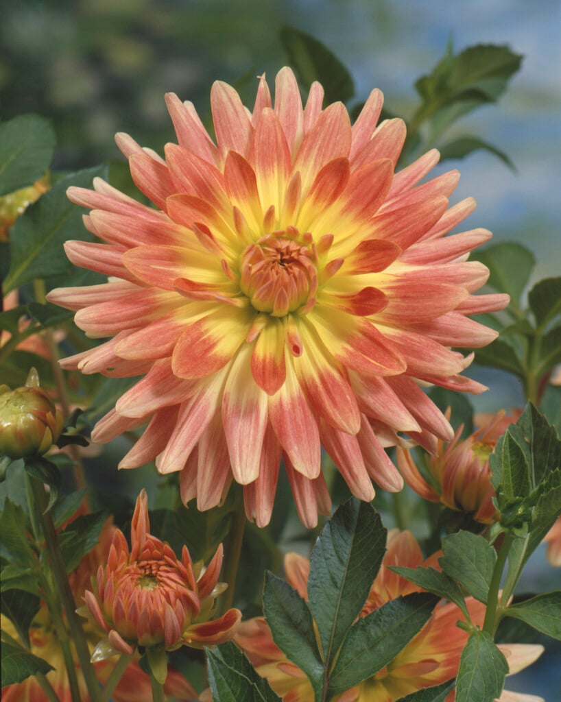 <i>Dahlia</i> 'Tropical Sunset' (D)