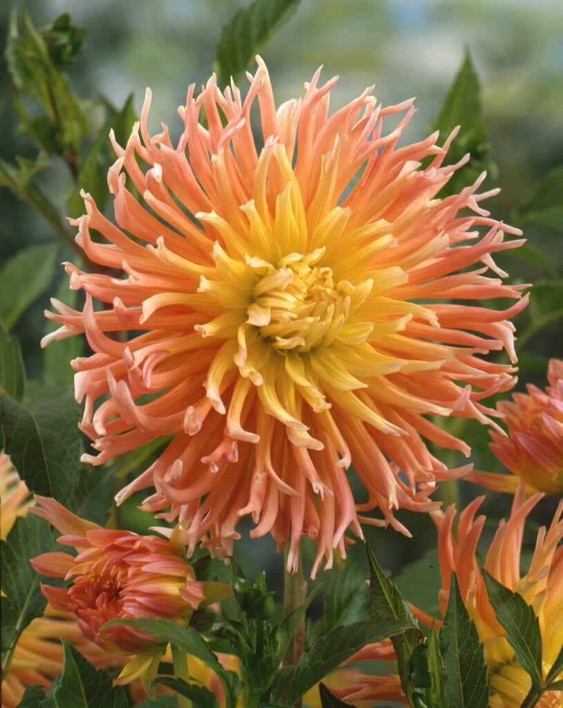 dahlia 'Alfred Grille'