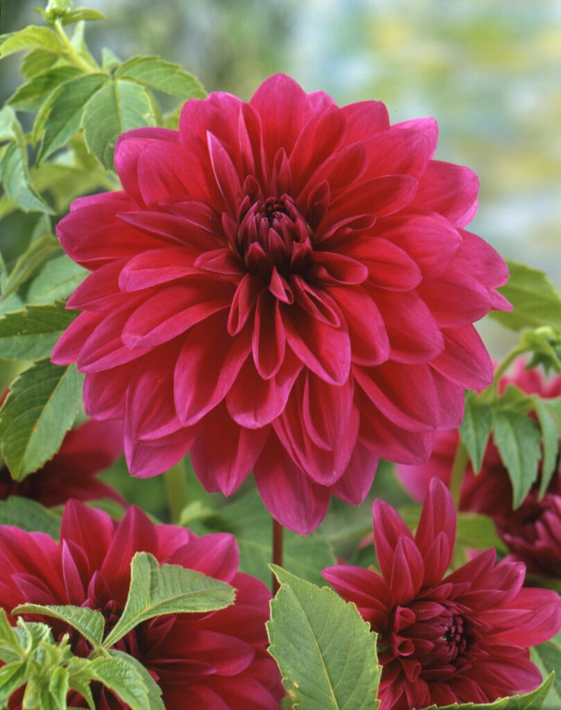 dahlia 'Le Baron'