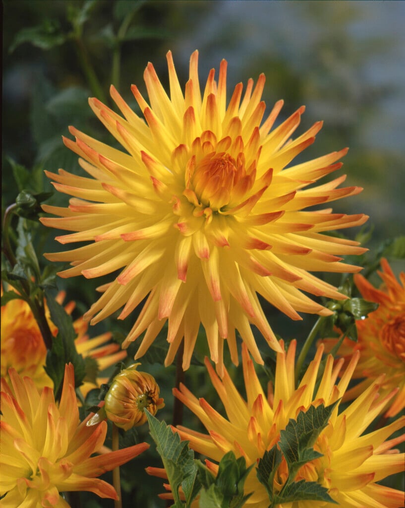 dahlia 'Spassmacher'