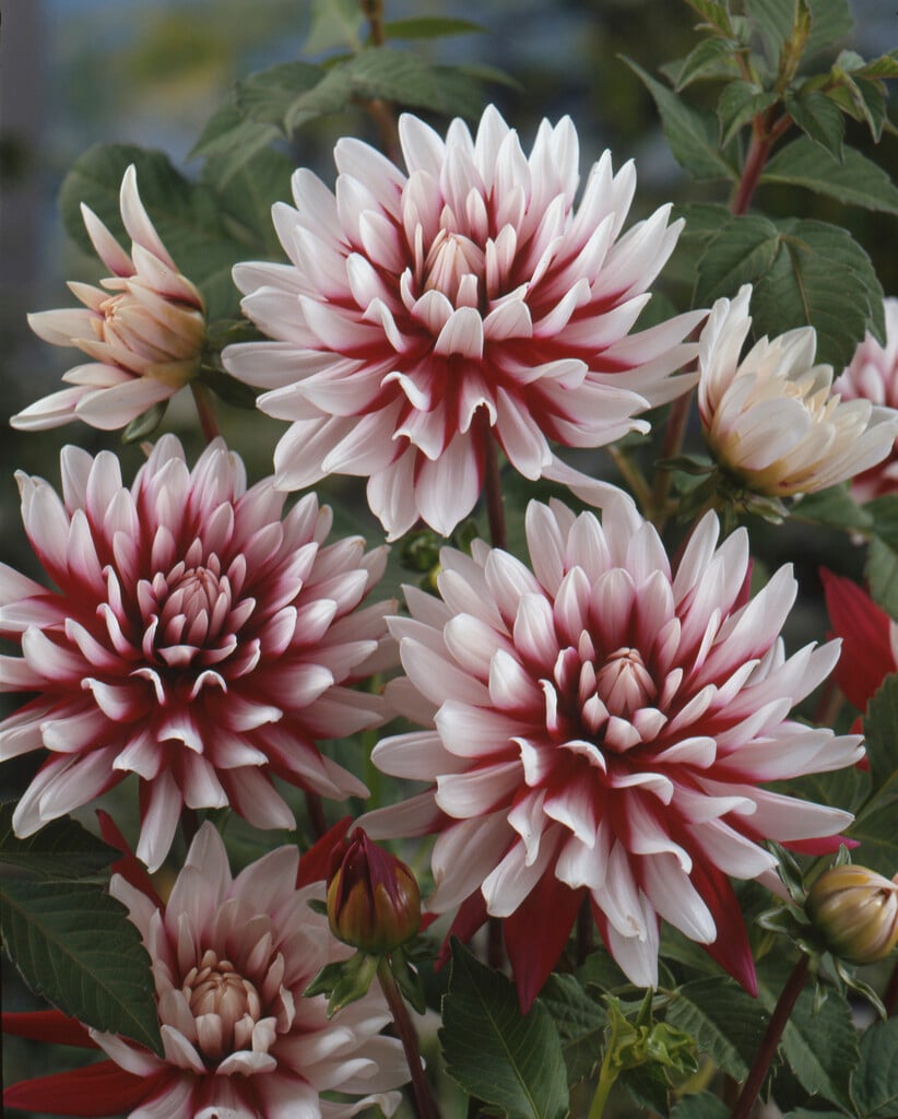 dahlia 'Rebecca's World'