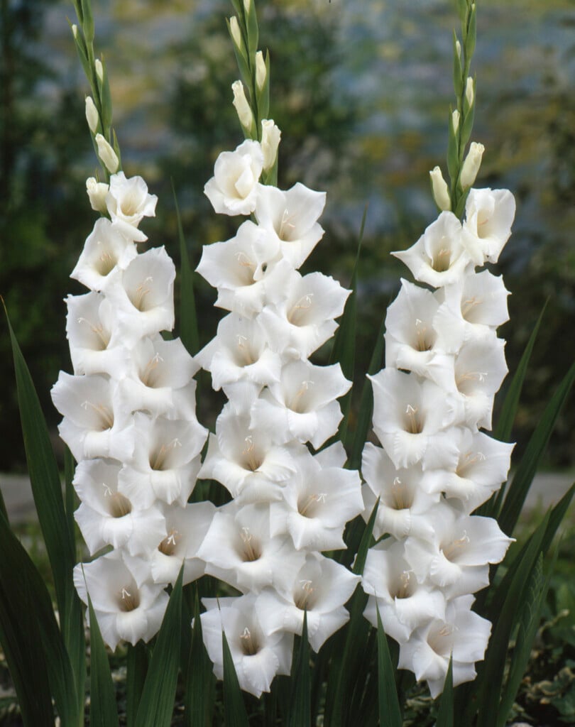 sword lily [Sancerre]