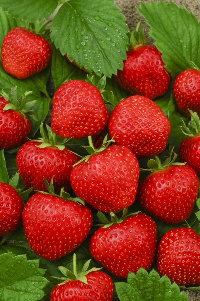 strawberry 'Tenira'