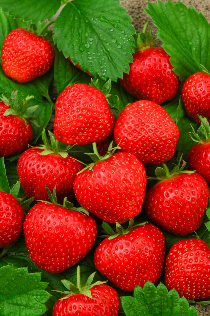 strawberry 'Tenira'