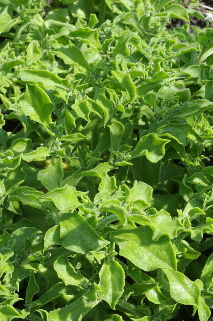 ice plant