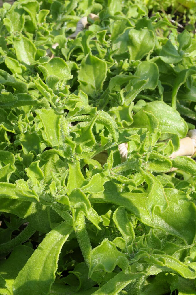 ice plant