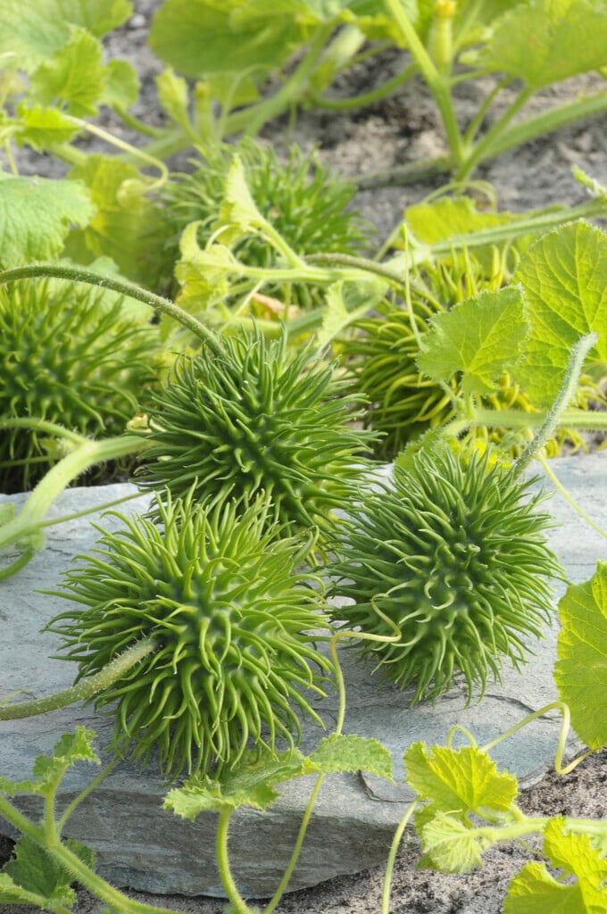 bur cucumber