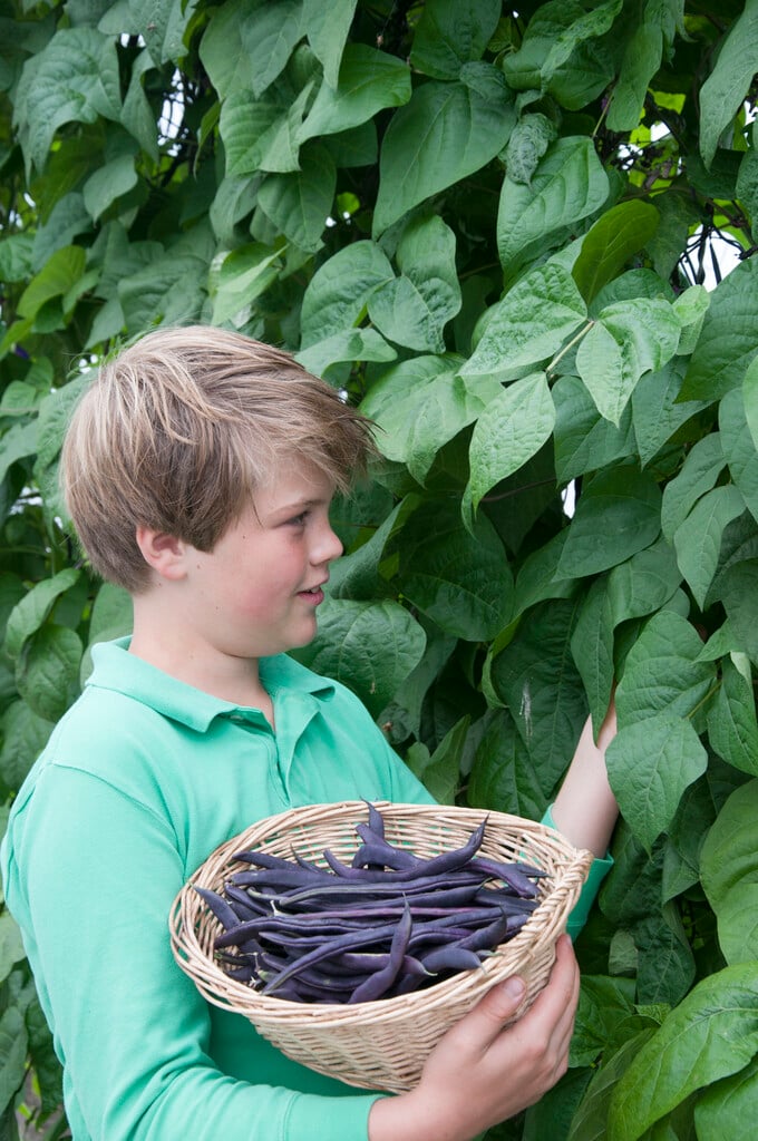 bean (climbing french) 'Blauhilde'
