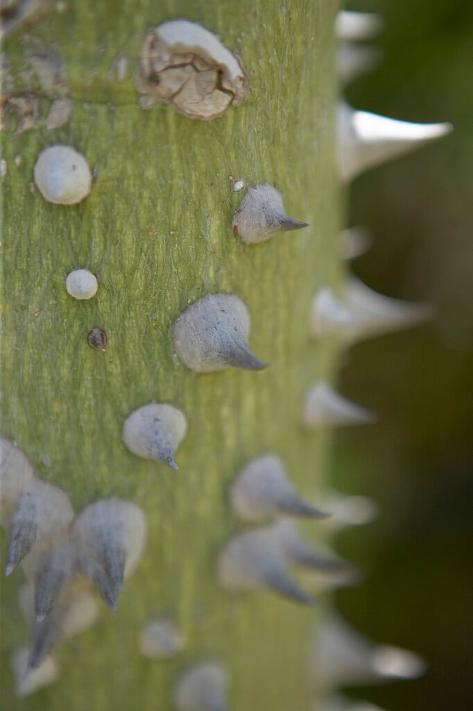 red silk cotton tree