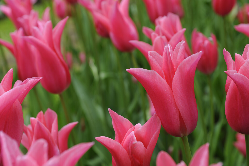 tulip 'Jacqueline'