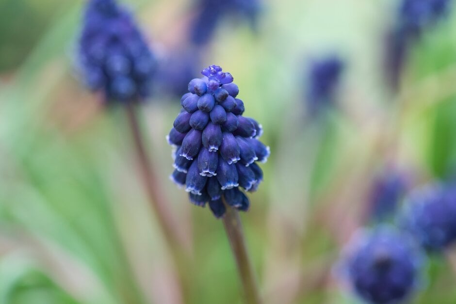 Muscari neglectum