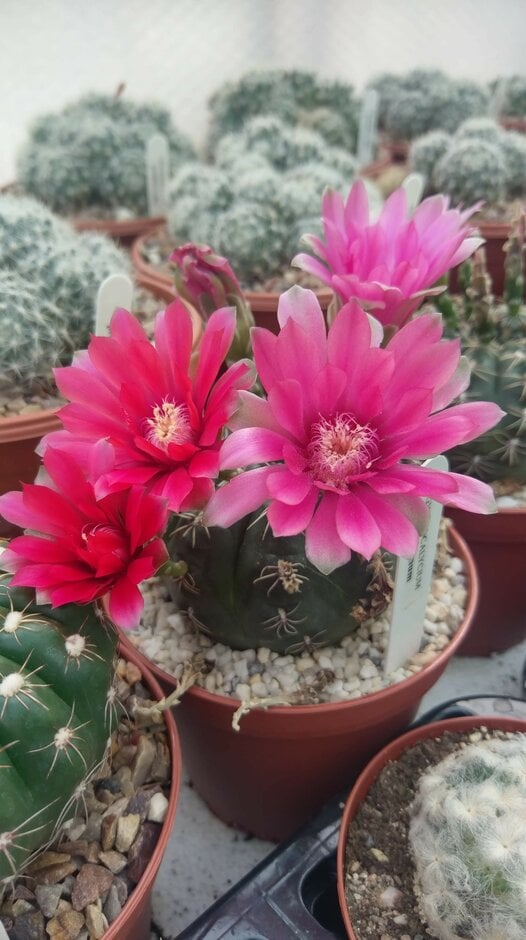 dwarf chin cactus