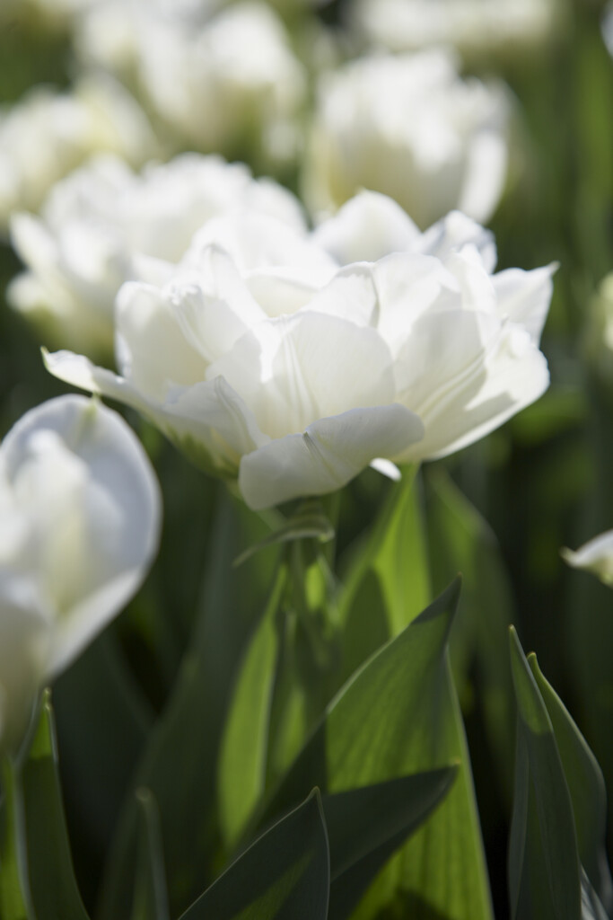 <i>Tulipa</i> 'Global Desire' (2)