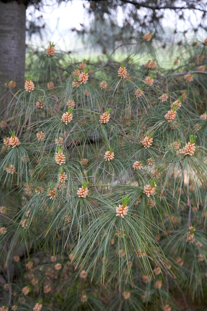 Schwerin's pine