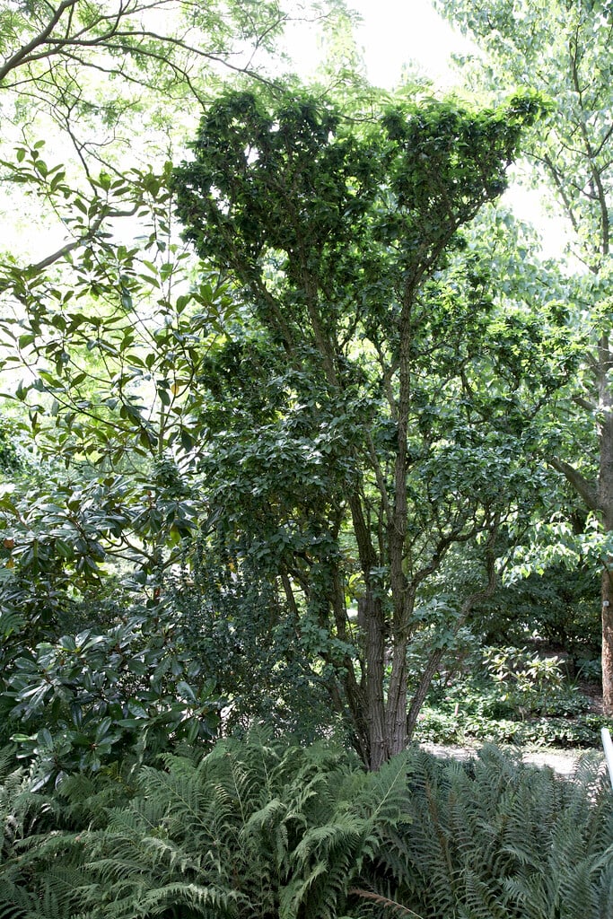 <i>Sambucus</i> <i>nigra</i> 'Pyramidalis'