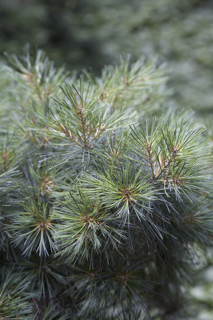 <i>Pinus</i> <i>wallichiana</i> 'Umbraculifera'