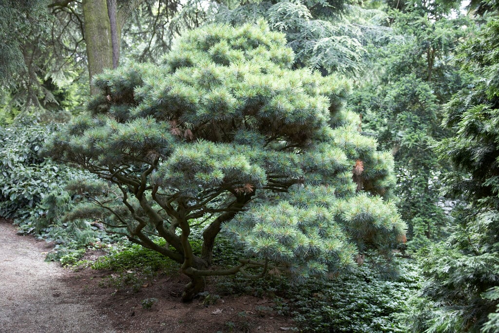 <i>Pinus</i> <i>wallichiana</i> 'Umbraculifera'