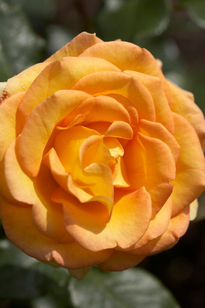 rose [Rotary Sunrise]