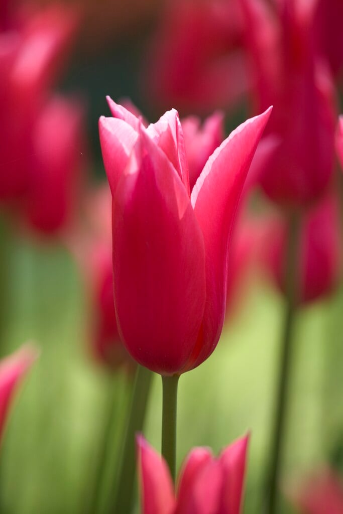 tulip 'Jacqueline'