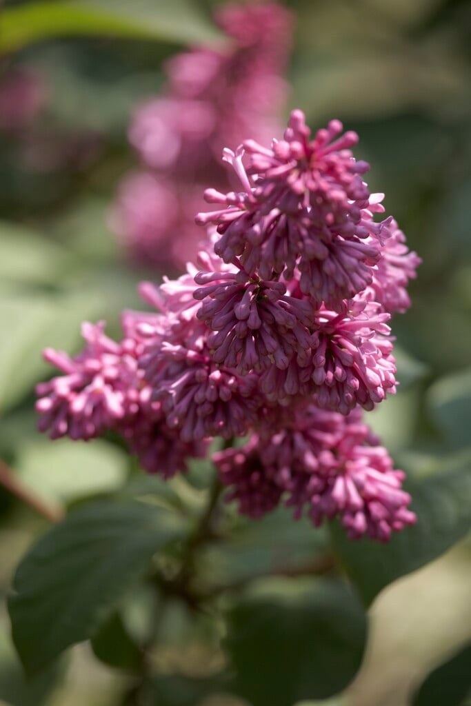 lilac 'Hiawatha'