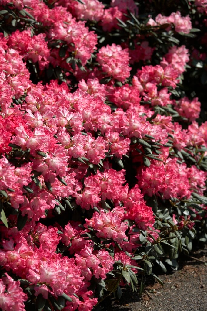 Rhododendron 'Morgenrot' H. Hachmann|rhododendron 'Morgenrot'/RHS Gardening