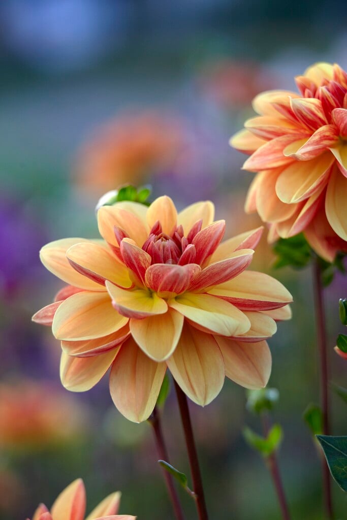 dahlia 'Peach Brandy'
