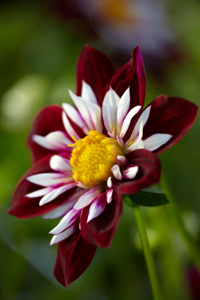 dahlia 'Night Butterfly'