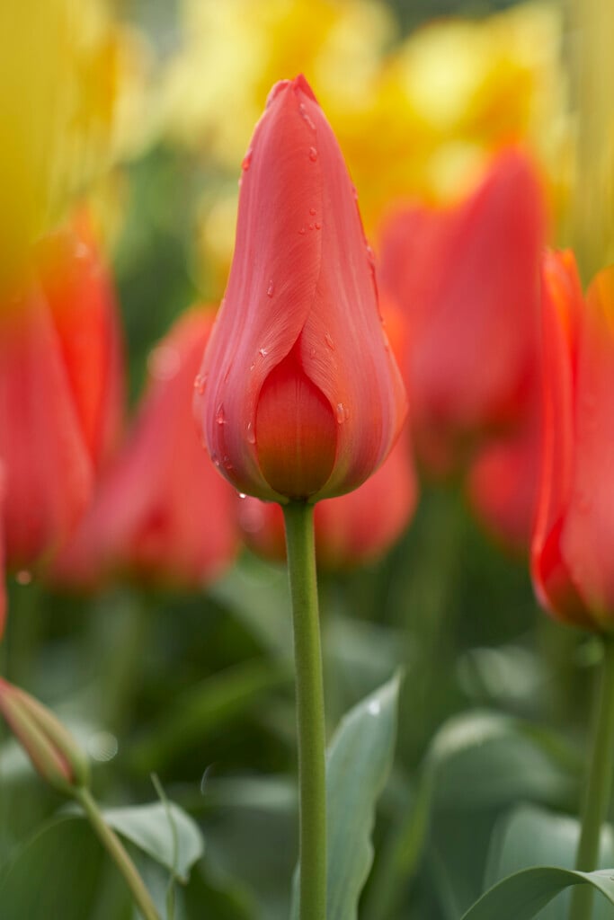 tulip 'Oriental Beauty'