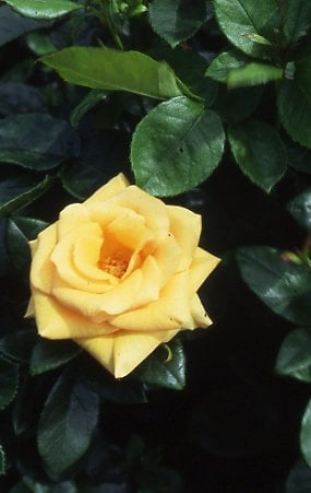 rose [Harvest Fayre]