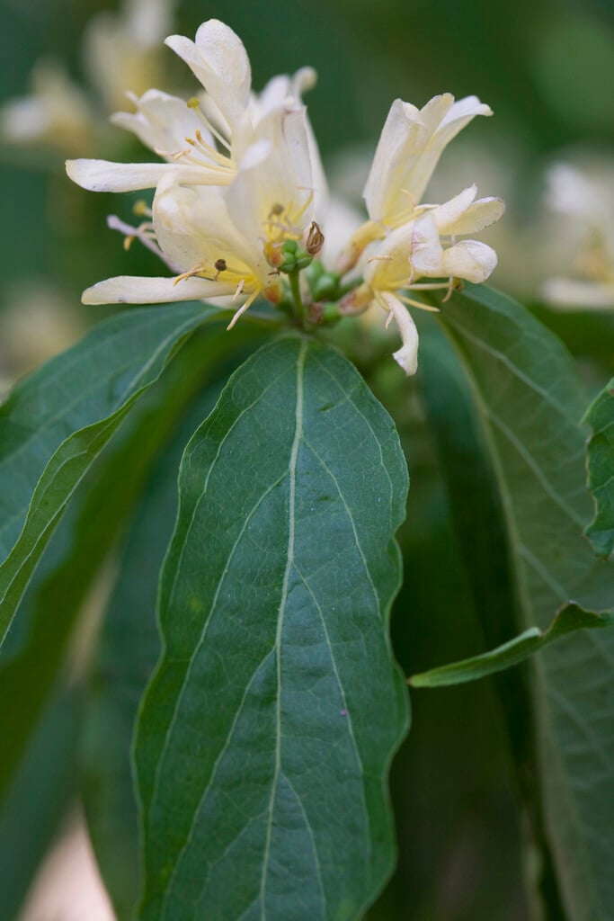 Amur honeysuckle