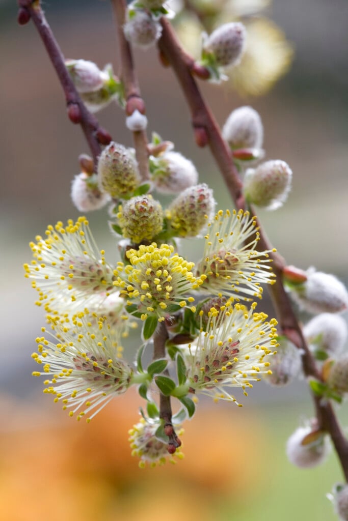<em>Salix</em> <em>repens</em> 'Armando'