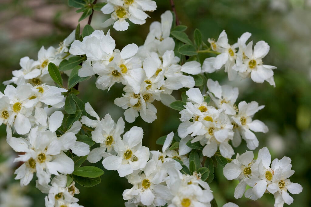 <i>Exochorda</i> × <i>macrantha</i>