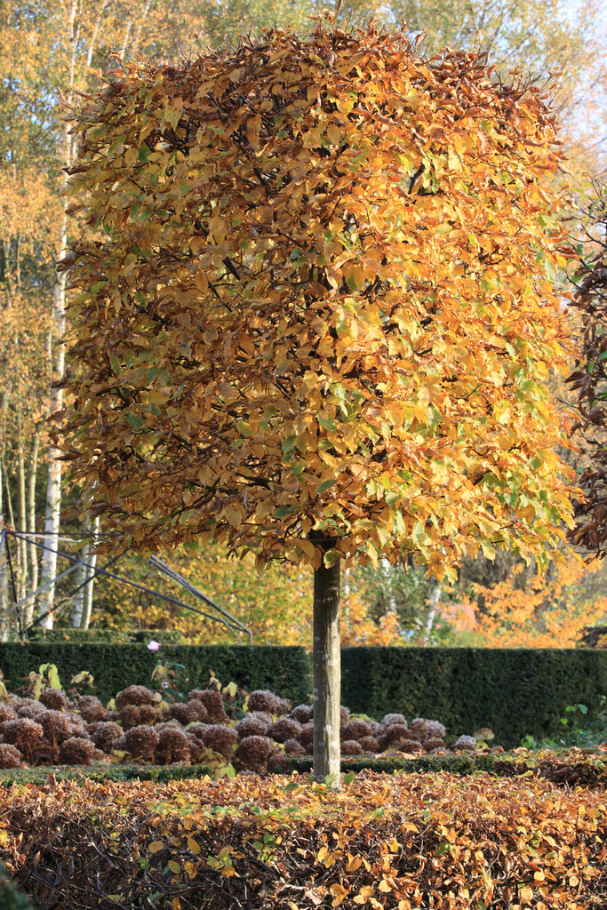 common hornbeam