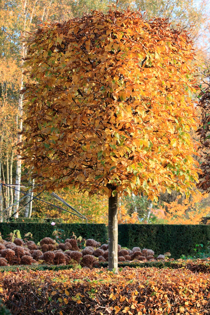 common hornbeam