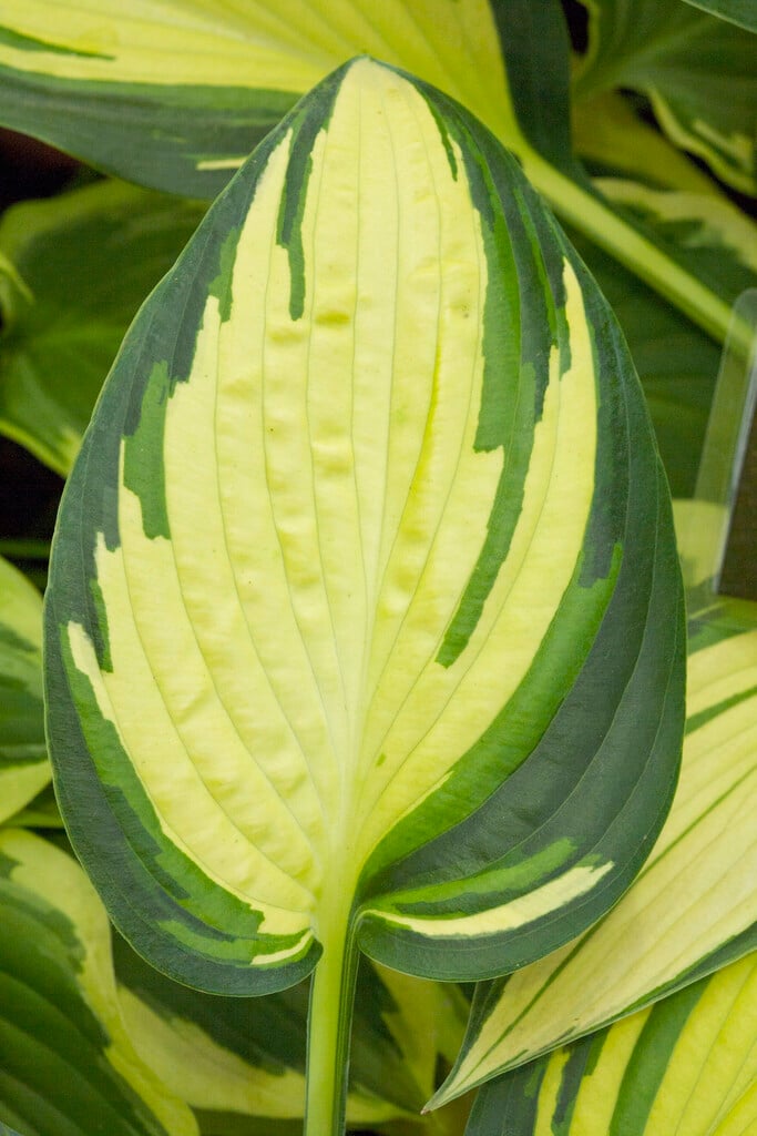 Hosta &Remember Me&PBR | plantain lily &Remember Me& Herbaceous