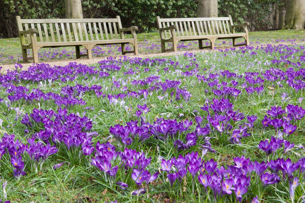 Crocus tommasinianus