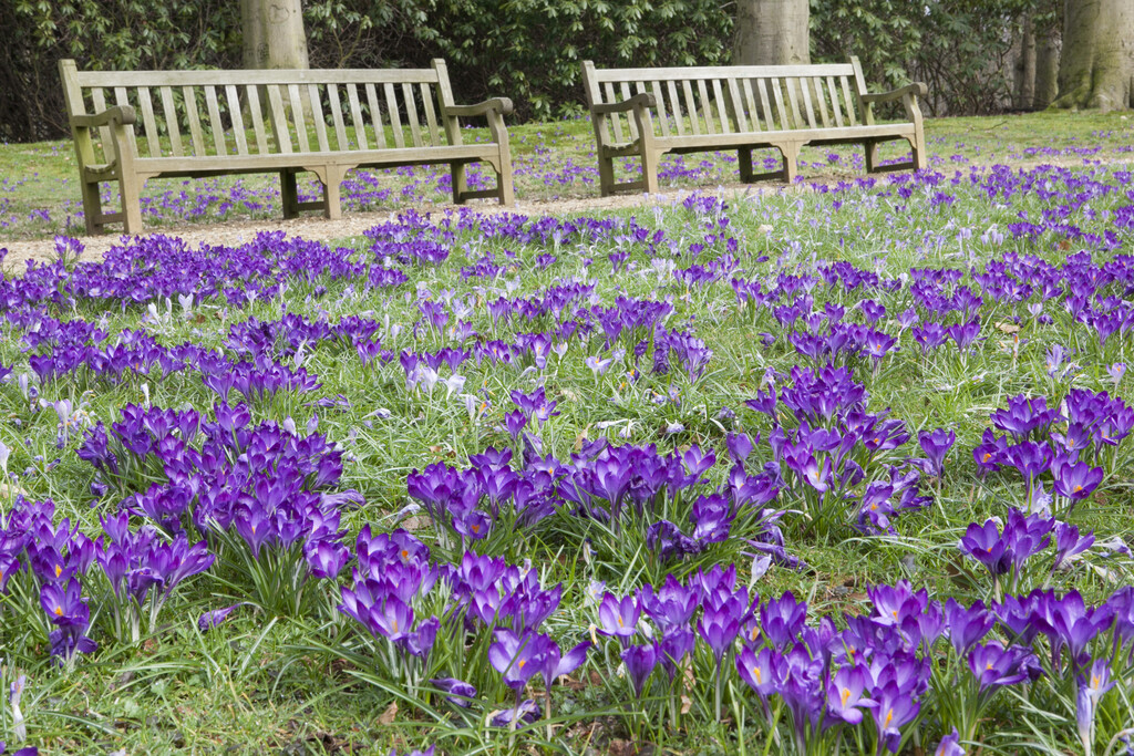 early crocus