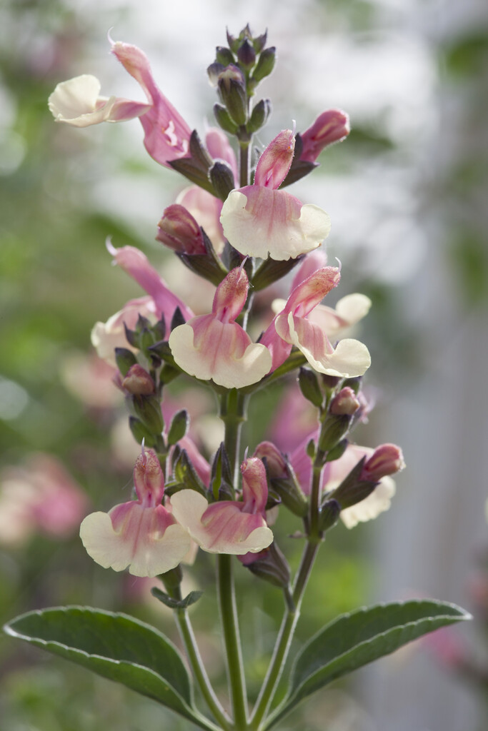 <i>Salvia</i> 'Didi'