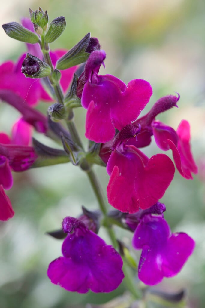 <i>Salvia</i> <i>microphylla</i> 'Maroon'