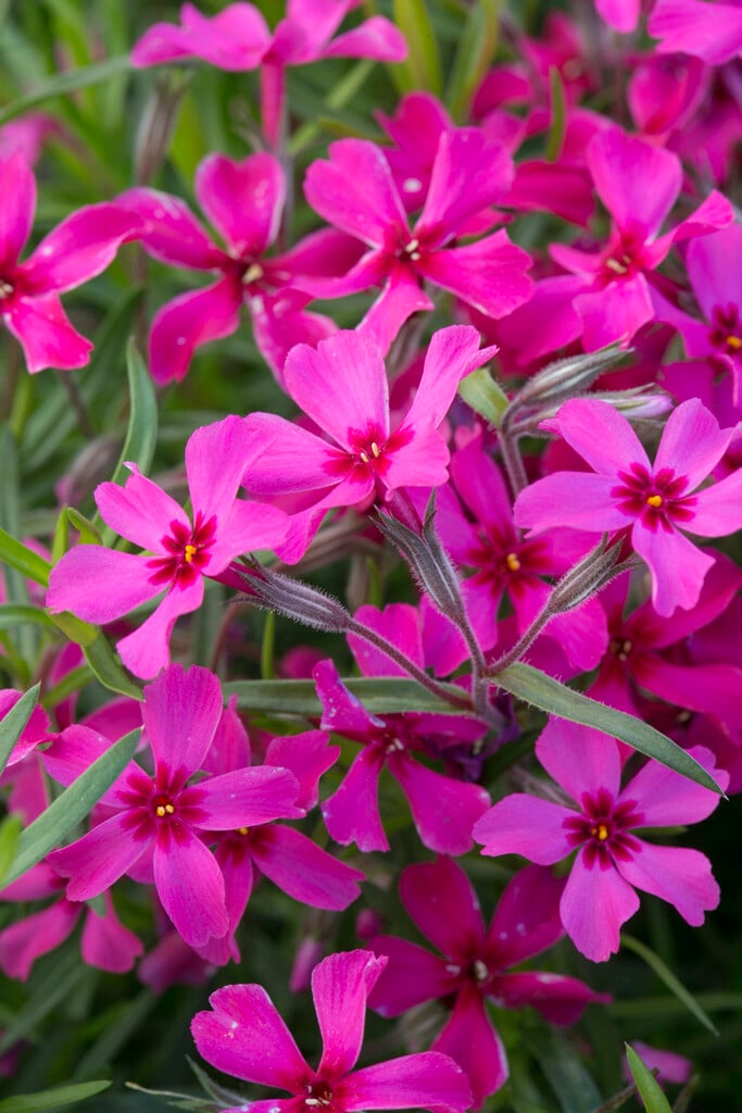 moss phlox 'Scarlet Flame'