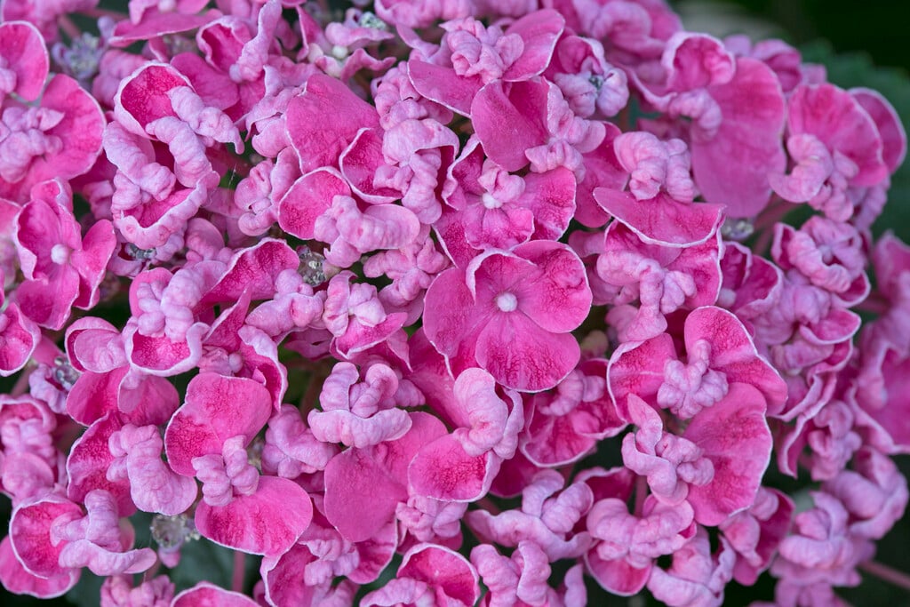 <i>Hydrangea</i> <i>macrophylla</i> [<span style="font-variant: small-caps;">Curly Wurly</span>] ('Hbacurl')